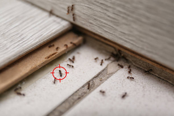 Best Best Pest Control Near Me  in Altamont, KS